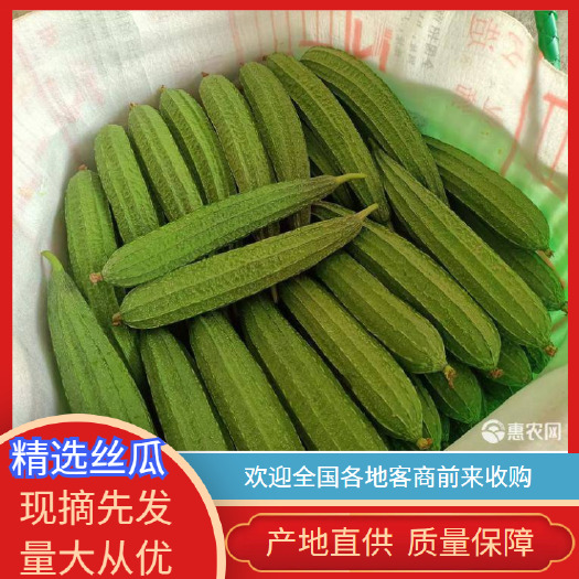 广西南宁横州水瓜丝瓜大量现货上市，需要的老板可以联系基地直供