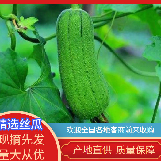 广西南宁横州厚肉丝瓜大量现货上市，需要的老板可以联系基地直供