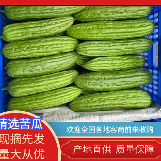 横州市广西南宁横州珍珠苦瓜大量现货上市，需要的老板可以联系基地直供