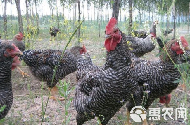 芦花鸡1只包邮 现宰草原放养芦花鸡周期长 会飞的鸡肉香