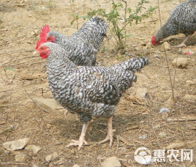 芦花鸡1只包邮 现宰草原放养芦花鸡周期长 会飞的鸡肉香