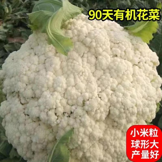 白面青梗松花菜种子 松花菜种子，松花菜种子，米粒小
