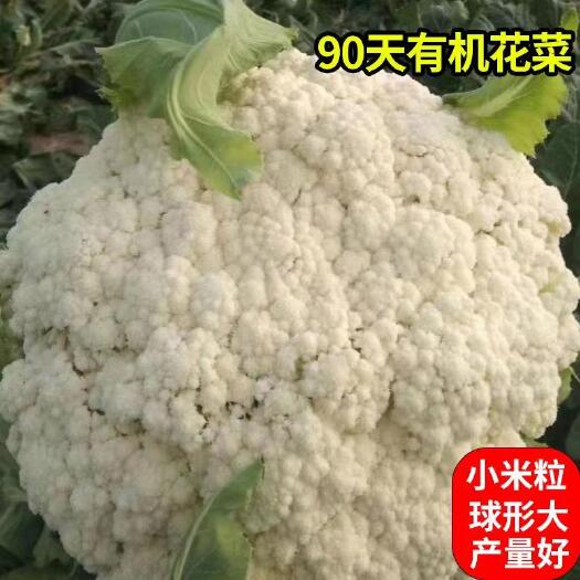 昆明白面青梗松花菜种子 松花菜种子，松花菜种子，米粒小