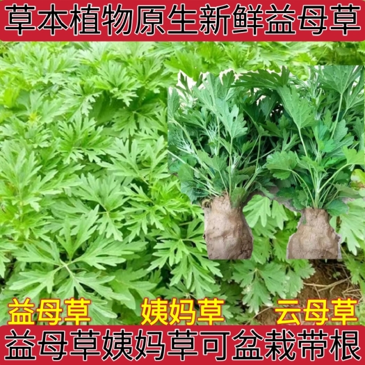 盐津县草本新鲜现挖益母草姨妈草苗可盆栽带根带土云母草苗四季易栽