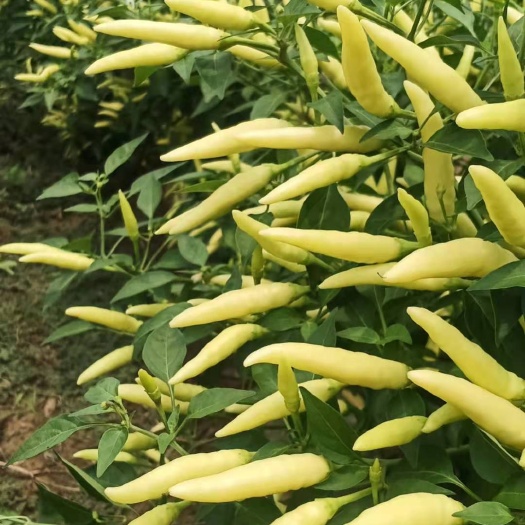 商丘野山椒，高辣小米椒，颜色黄白色