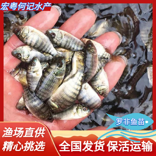广州罗非鱼苗，海南一号，青宝路，脆肉罗非苗