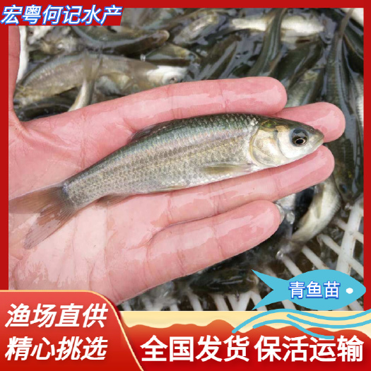 广州青鱼鱼苗淡水养殖食用黑鲩鱼灰草鱼乌青活物冷水观赏鱼螺蛳青鱼苗