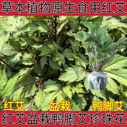 盐津县草本植物原生庭院红艾盆栽苗鸭脚艾珍珠花菜植物可种植食用野菜