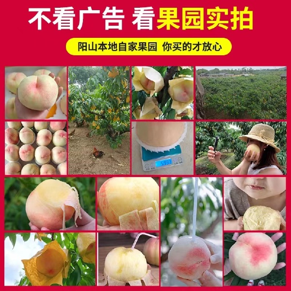 现摘无锡阳山水蜜桃12个礼盒当季新鲜水果白凤软桃子