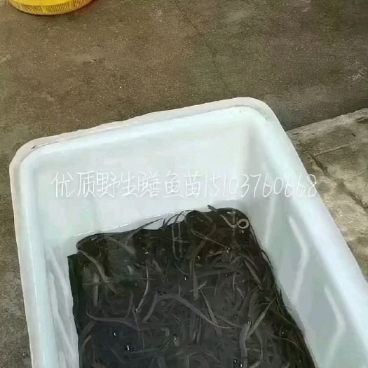 新县黄鳝苗