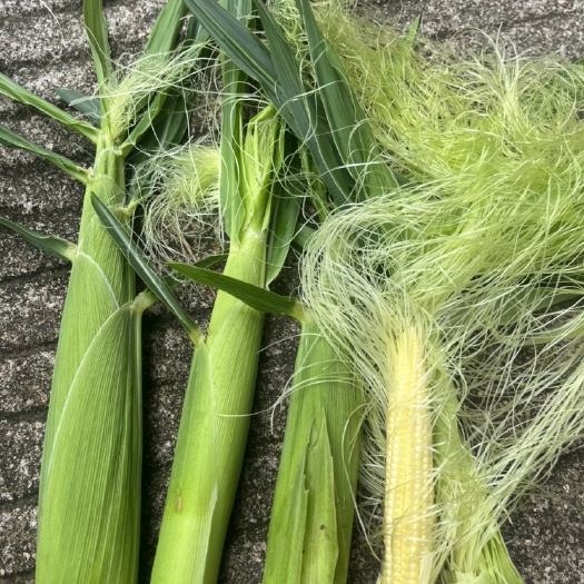 兴宁市玉米笋￼￼