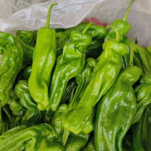 商丘泡椒青椒，薄皮青椒