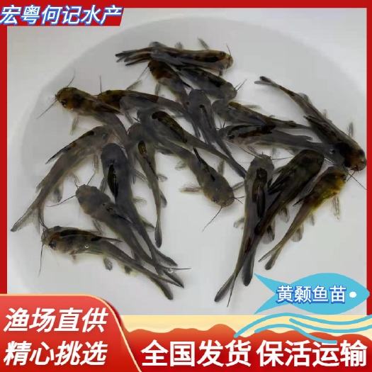 广州黄颡鱼苗 黄骨鱼黄辣丁黄颡鱼昂刺鱼淡水养殖食用鱼好养耐活小鱼