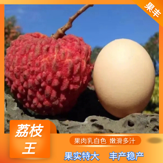 灵山县荔枝王（紫娘喜）苗图片什么地方有售杯苗多少钱一棵