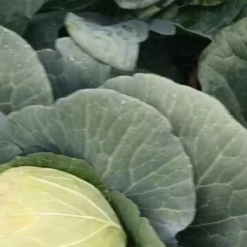 西吉县白菜
