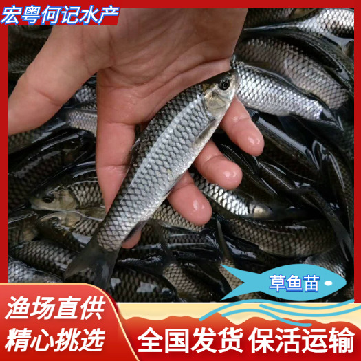 广州优质草鱼苗 鲩鱼苗 各种规格草鱼苗渔场直供