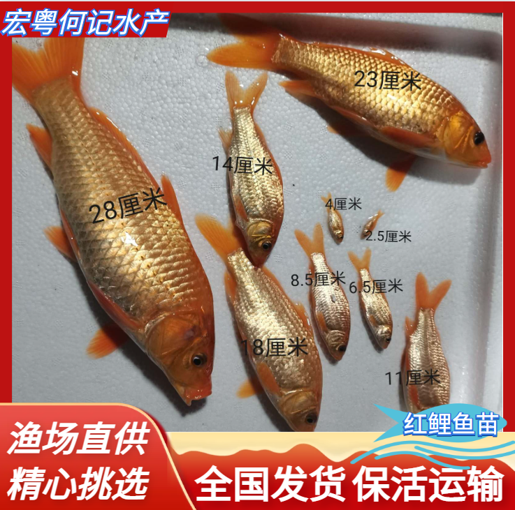 興國紅鯉魚苗 建鯉魚苗 放生鯉魚產(chǎn)地發(fā)貨包郵