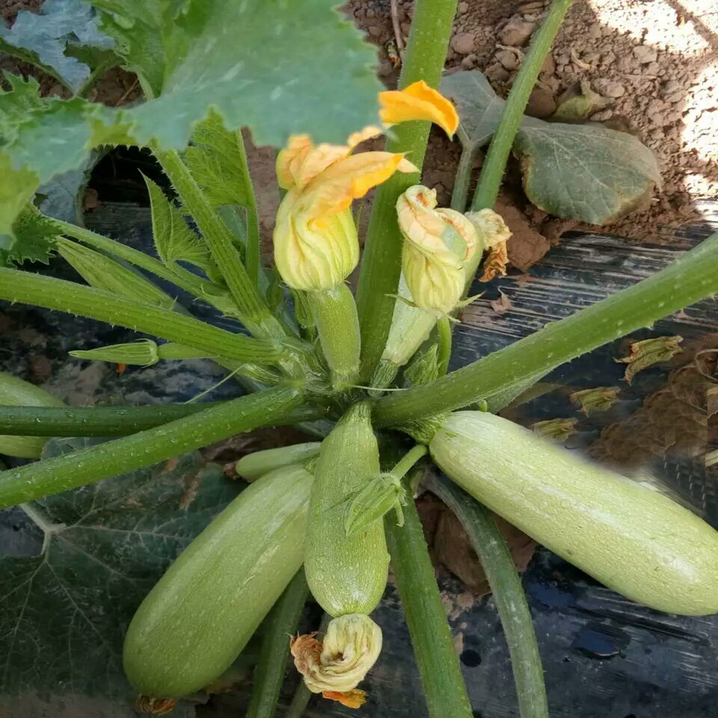 食用西葫芦种子 宝丰