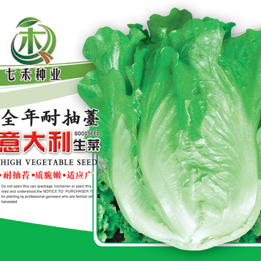 眉山七禾耐抽薹意大利生菜种子/白籽/好吃沙拉生菜/可大面积种植