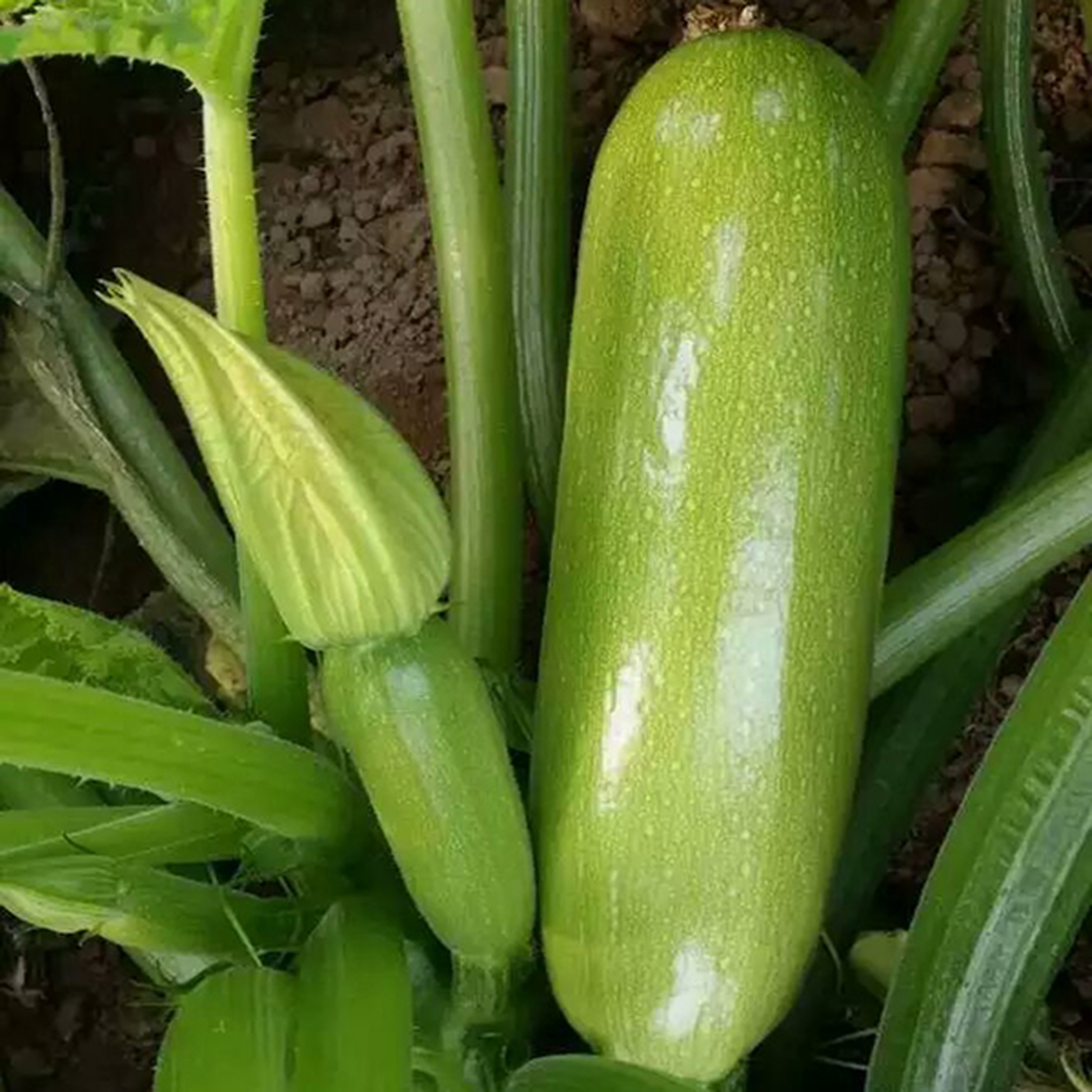 食用西葫芦种子 宝丰