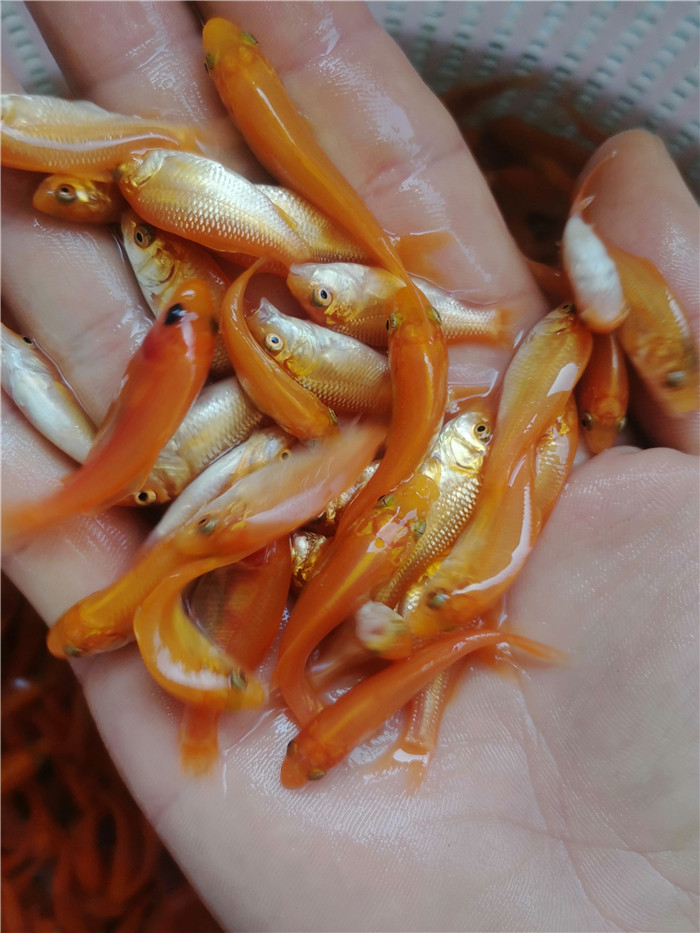 興國紅鯉魚苗 建鯉魚苗 放生鯉魚產(chǎn)地發(fā)貨包郵