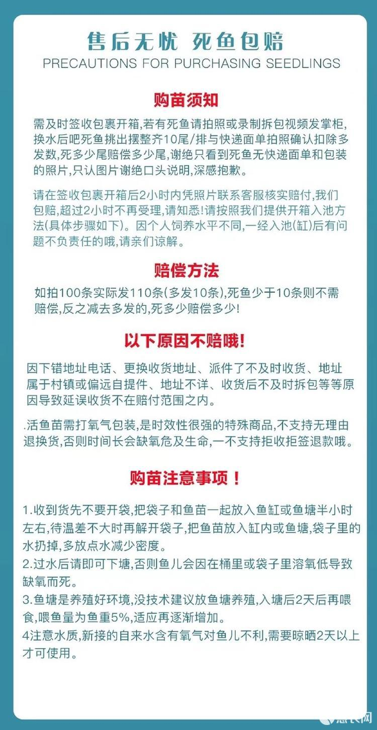 興國紅鯉魚苗 建鯉魚苗 放生鯉魚產(chǎn)地發(fā)貨包郵