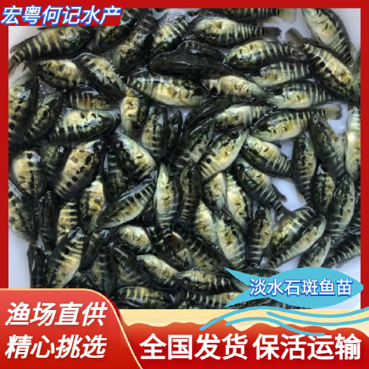 广州石斑鱼苗 淡水石斑鱼苗 大量现货供应