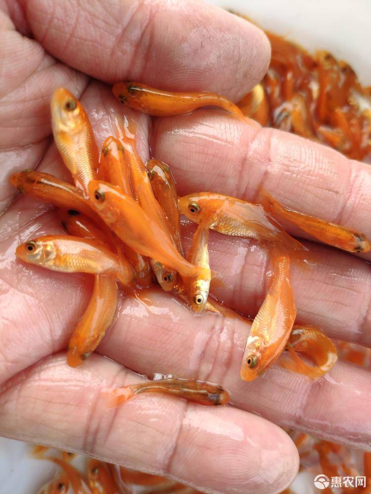 興國紅鯉魚苗 建鯉魚苗 放生鯉魚產(chǎn)地發(fā)貨包郵