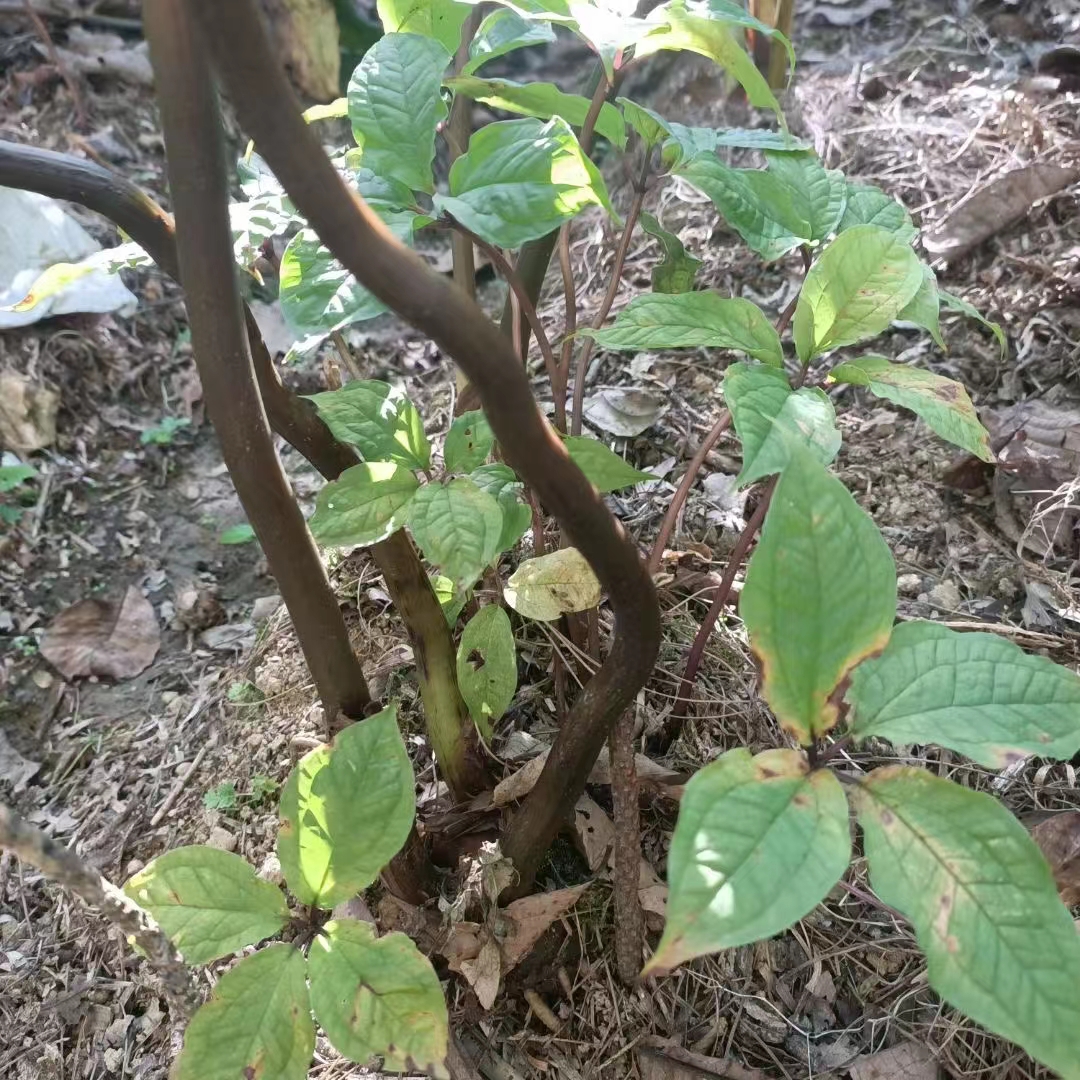 有收大重樓還有白山七子的看過來，大重樓有一兩噸，白山七子有十