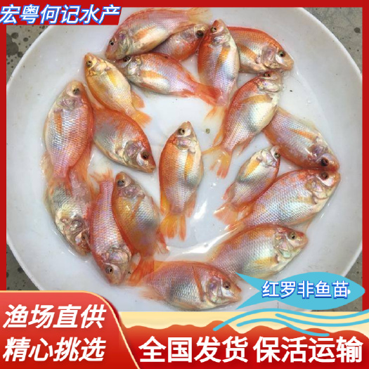 广州优质红罗非鱼苗 斑纹红鱼苗 彩虹稠鱼 颜色鲜艳 品相更好