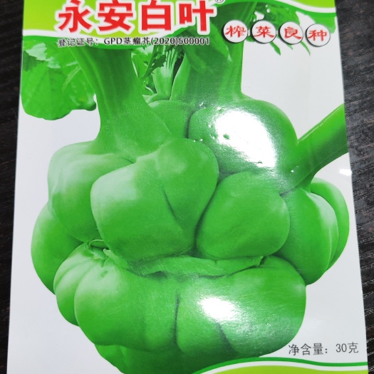 永安白叶/永安小叶/永安传奇榨菜种子/重庆涪陵榨菜种子
