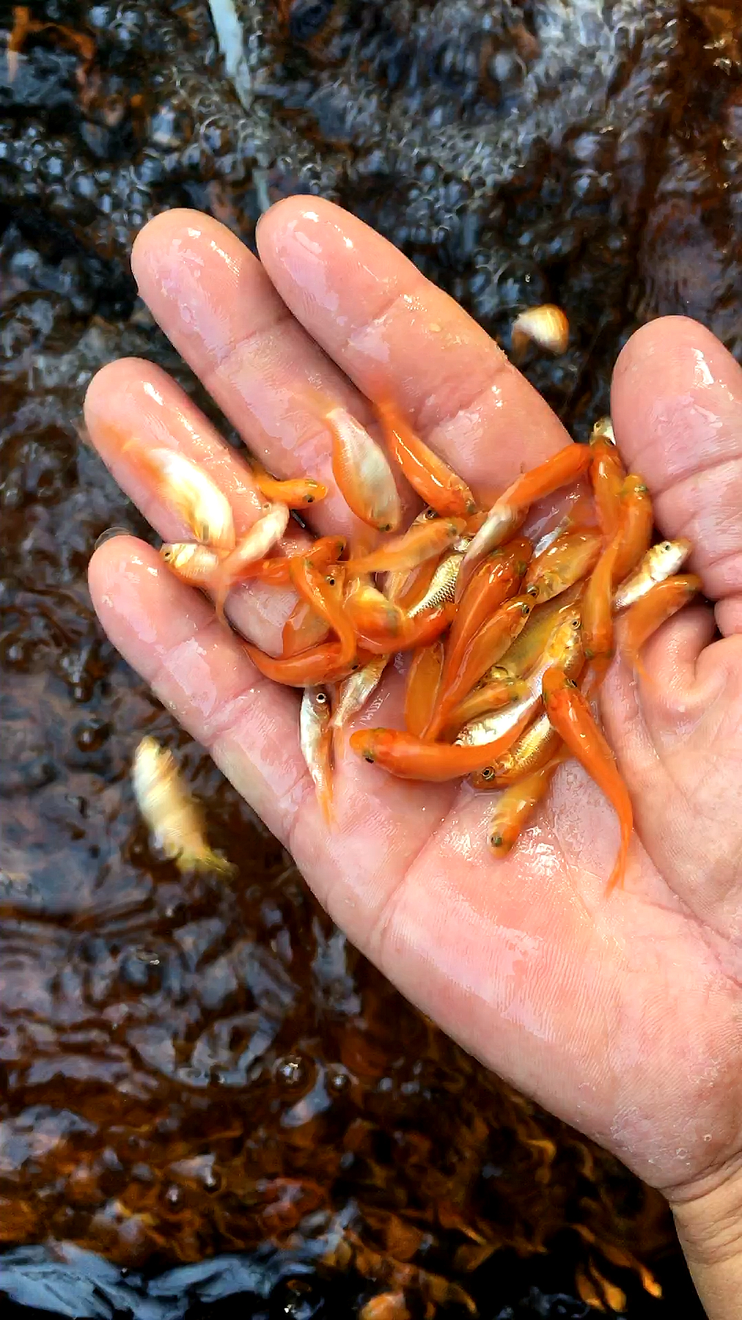 興國紅鯉魚苗 建鯉魚苗 放生鯉魚產(chǎn)地發(fā)貨包郵