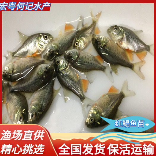 广州广东鱼场直销淡水白鲳鱼苗红鲳鱼苗