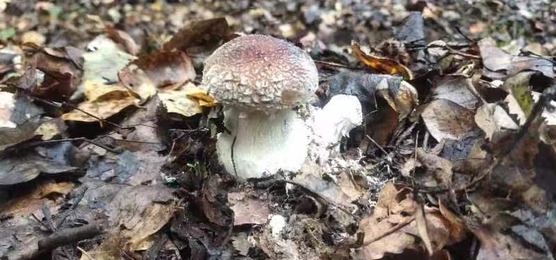 喀喇沁旗野生林下赤松茸一级