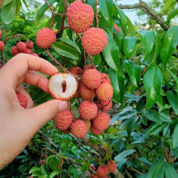 桂味荔枝自家种果园