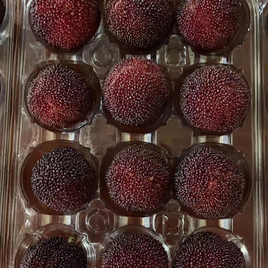 洪江市东魁杨梅