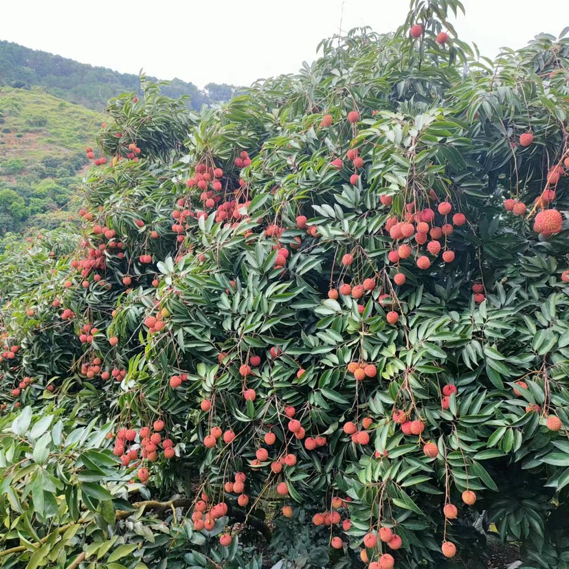 桂味荔枝自家种果园