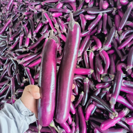 紫长茄 广茄电商 商超加工厂 量大质优 代发全国