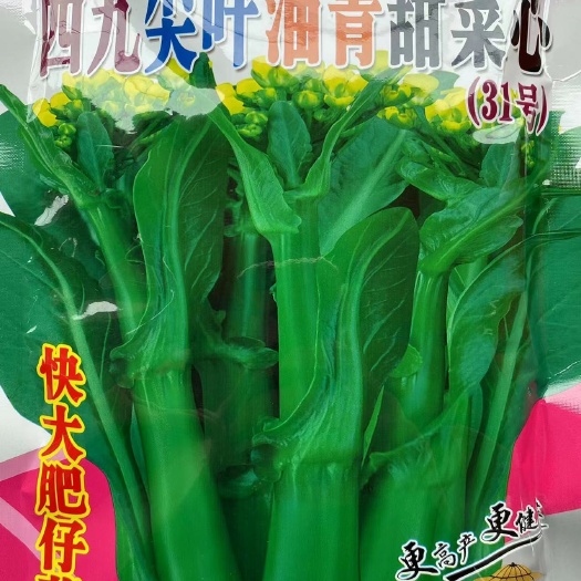 宁夏无渣四九尖叶甜菜芯种子50天60天广东菜心春季夏季播种早