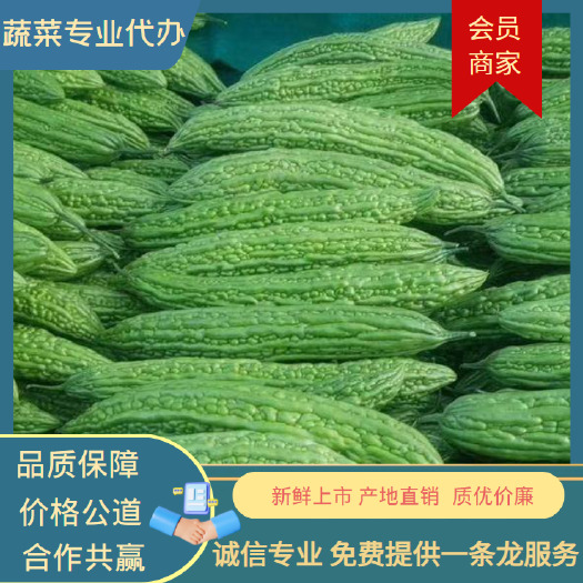 博爱县绿苦瓜基地大量上市大量供应中，质优价廉