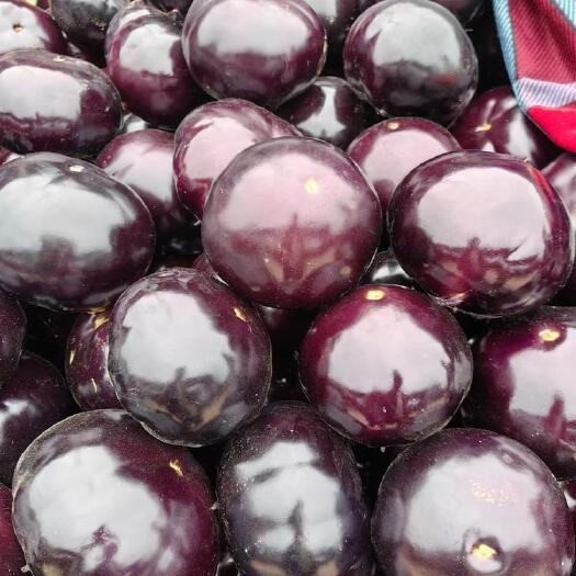 博爱县紫光圆茄，产地直销，大量供应，价格公道，全国发货