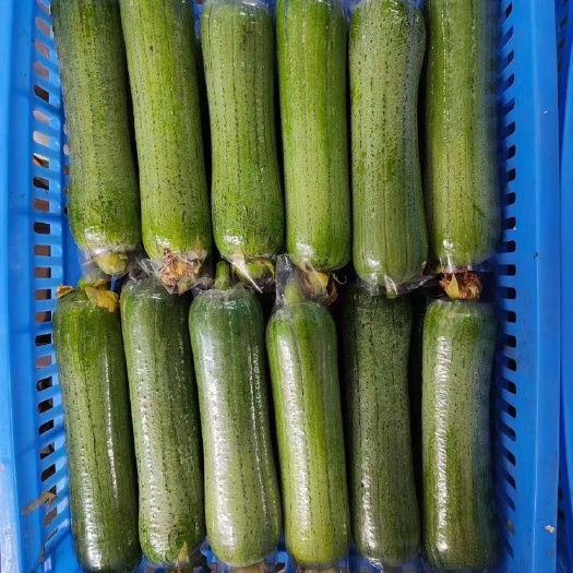 南宁青水瓜青丝瓜大量供应商超直供