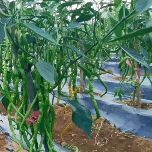 长顺县鸡爪辣贵州高山辣椒3号线椒8号线椒