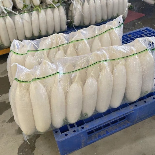 定边县大白萝卜