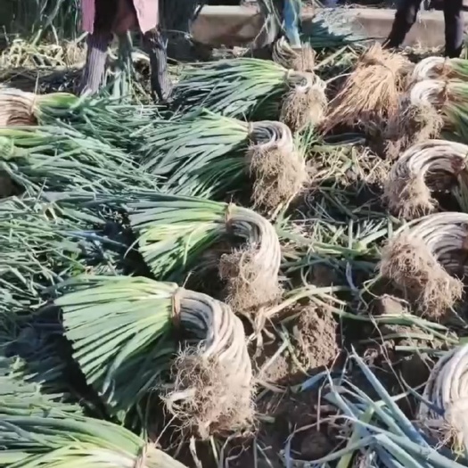 大理市云南大葱上新