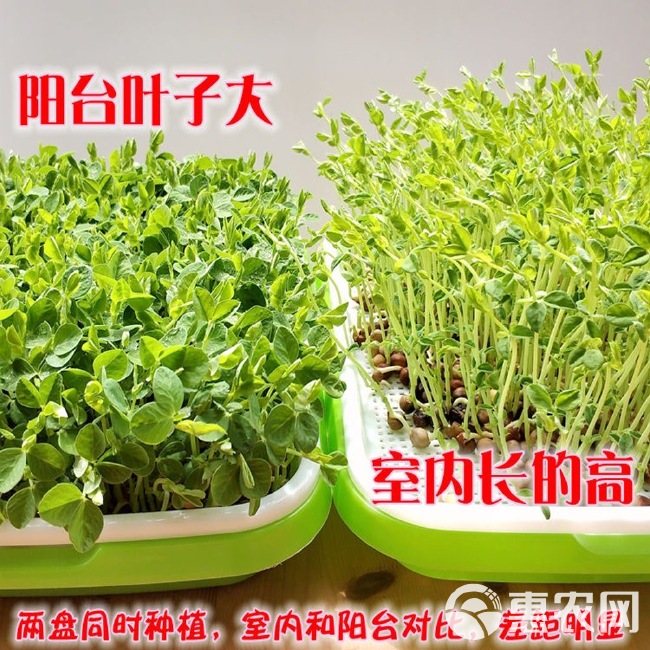 大叶绿麻豌豆苗芽苗菜种子大叶豌豆苗水培芽苗菜种子