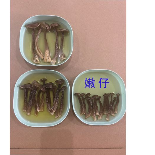 古田县鹿茸菇脆脆菇嫩仔实心腿白菇质好