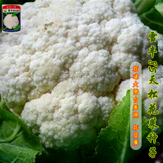 雪丰85天花菜种子有机花菜种子花椰菜抗病耐热抗寒早熟中熟蔬菜