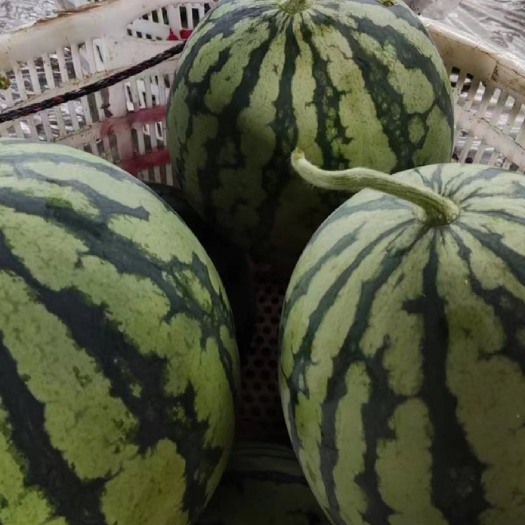 湘乡市精品美都西瓜，深耕湘乡多年，口碑有保障，另有早春红玉