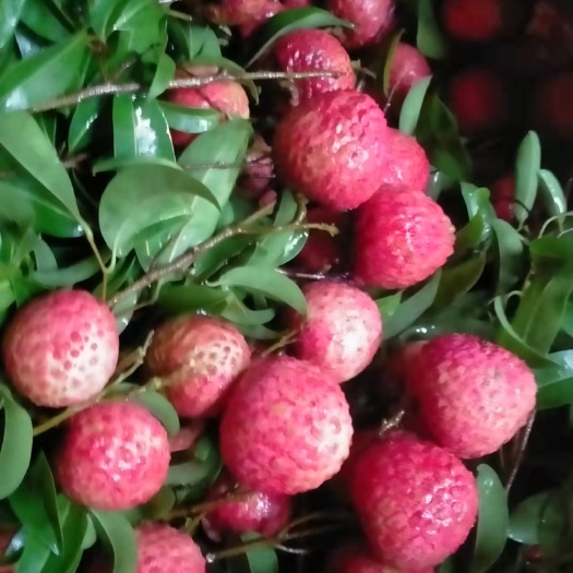 东莞市东莞大岭山荔枝，糯米糍荔枝